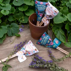 seed pops - wildflower seeds (assorted) seed pops - wildflower seeds (assorted)