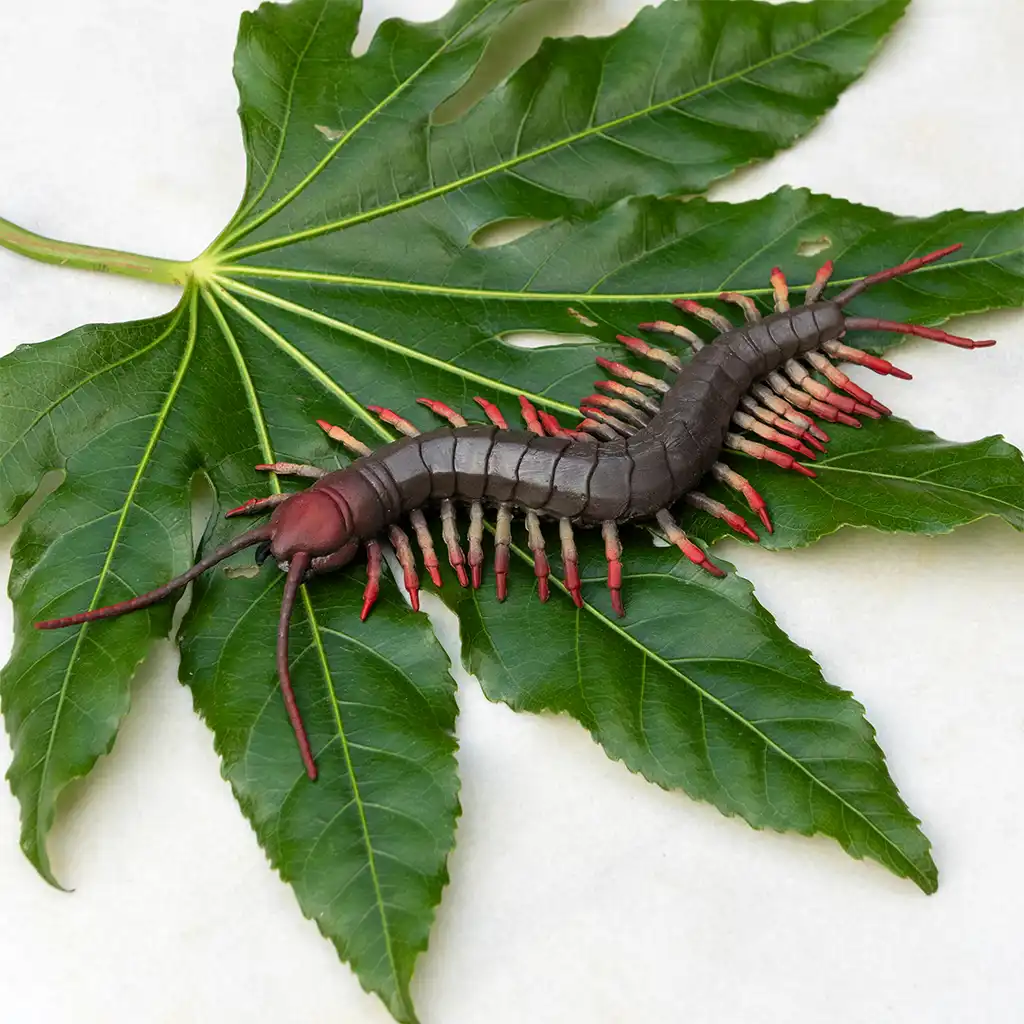 realistic centipede toy