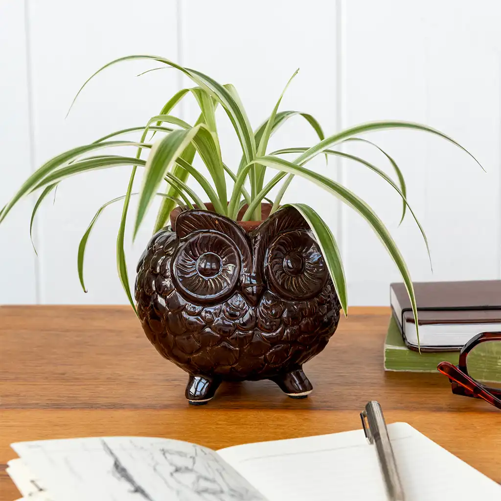 owl plant pot