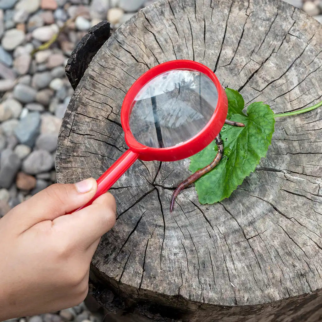 loupe wonders of nature